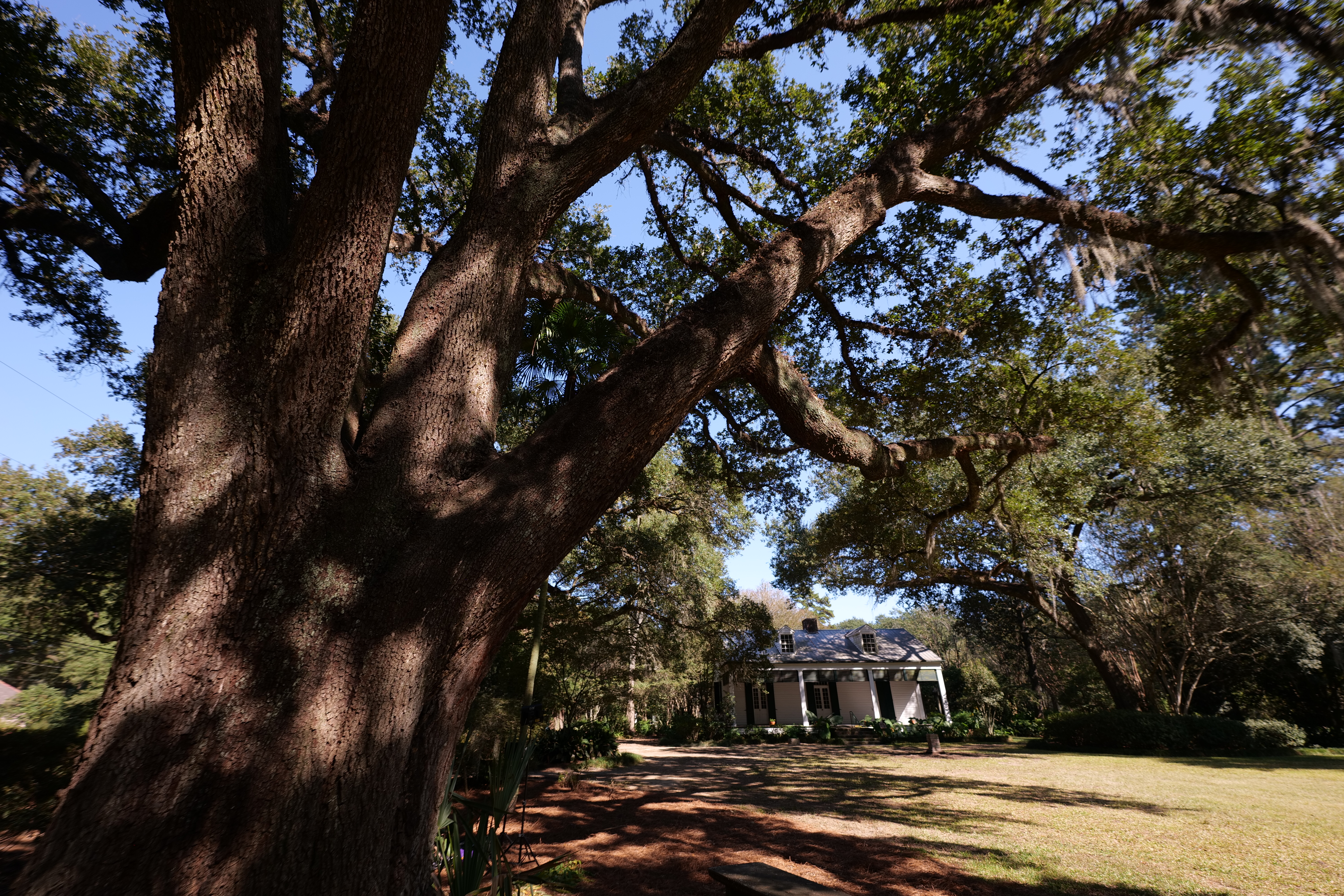 Large oak tree shading a white house